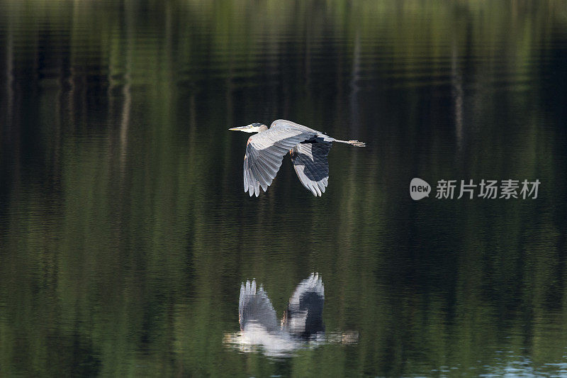 飞翔的大蓝鹭，Ardea herodias